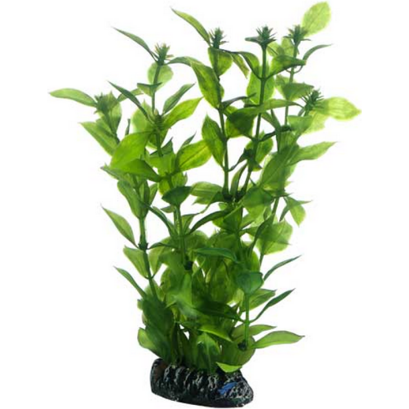 Hobby Hygrophila 20cm