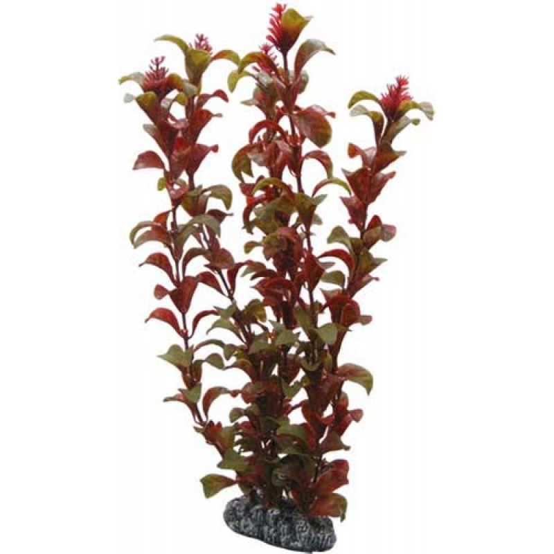 Hobby Rotala διακοσμητικό φυτό ενυδρείου ανθεκτικό πραγματικά όμορφο για κάθε ενυδρείο