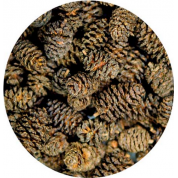 Hobby Alder Cones παρέχουν την ανάπτυξη των φυτών στο ενυδρείο 50 τμχ