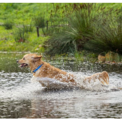 Rogz dogz περιλαίμιο σκύλου Amphibian Classic ιδανικό για καθημερινή χρήση Μαύρο