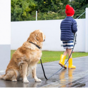 Rogz dogz οδηγός σκύλου Amphibian Training Μαύρο για εκπαίδευση, ειδικά για εντολές ανάκλησης